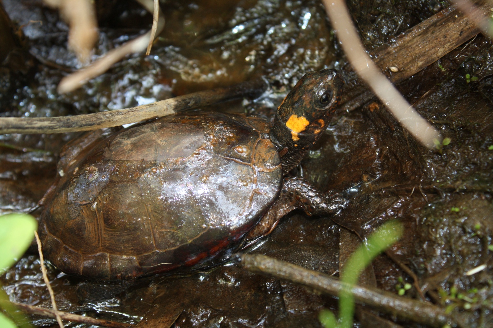 Bog Turtle   Rob Naczi